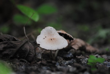 Mushrooming