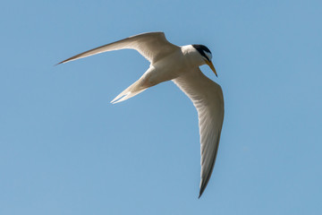 flying little tern, Sternula albifrons