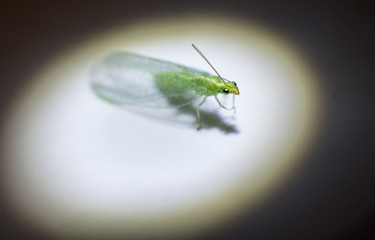 close up green lace