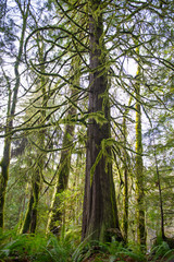 Old growth rain forest in Holland Creek trail in Ladysmith, Vancouver Island, Canada