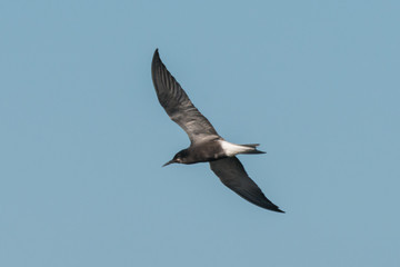 black tern Chlidonias niger Chlidonias nigra