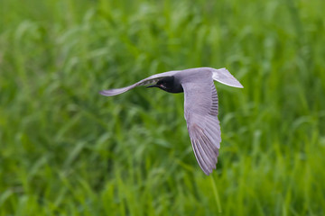 black tern Chlidonias niger Chlidonias nigra