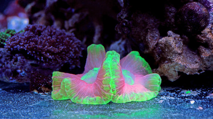 Naklejka premium Open brain lps coral in reef tank