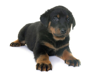 puppy beauceron in studio