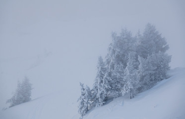 Obraz premium snow covered trees in a winter landscape in the Swiss Alps in fog