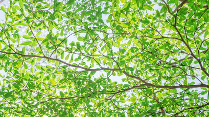 Ivory coast almond tree branches on a sky background.