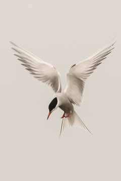 Arctic tern Sterna paradisaea