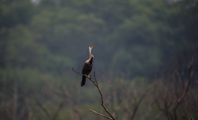 Yawning Oriental Darter
