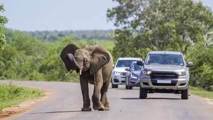 Fototapete Südafrika Afrikanischer Buschelefant im Krüger Nationalpark, Südafrika