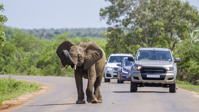 Fototapeta African bush elephant in Kruger National park, South Africa