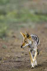 Black backed jackal in Kruger National park, South Africa