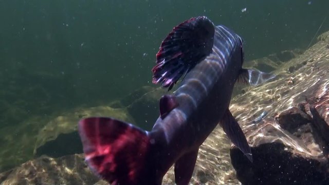 Grayling fish on the hook underwater on fishing in Mountain river Temnik. Clean water and stone rock bottom in spring. Ecotourism in Siberia of Russia.
