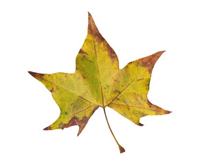 Autumn leaf with yellow, green and red color isolated on white background