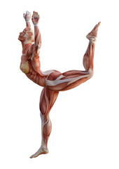 3D Rendering Female Anatomy Figure on White