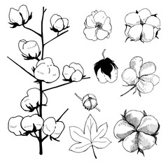 Hand drawn flowers. Cotton plant flower.Black and white line illustration of cotton flowers.