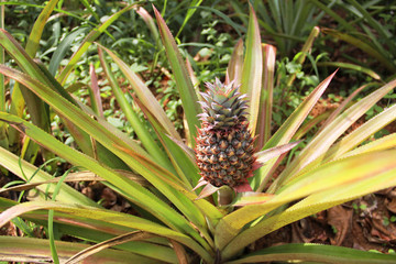 Pineapple grows in the natural environment