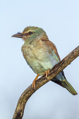 European Roller in Kruger National park, South Africa