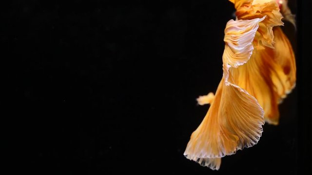 Siamese fighting betta fish movement in slow motion