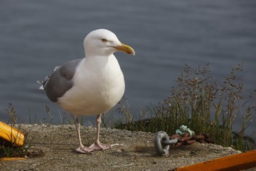 Norwegen, Norway, Möwe, Seagull