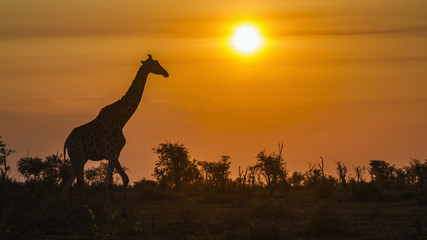 Giraffe in Kruger National park, South Africa