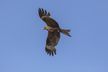 Flight of a bird in the sky