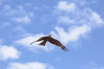 Fototapeta na wymiar Flight of a bird in the sky