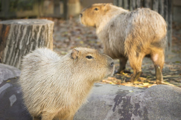 Couple of capybaras in the winter sunlight at sunset.
