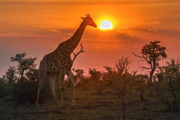 Papier Peint photo Lavable Girafe Girafe dans le parc national Kruger, Afrique du Sud