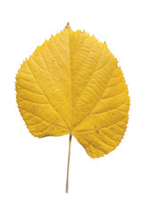 Autumn yellow leaf from city park tree isolated on white background