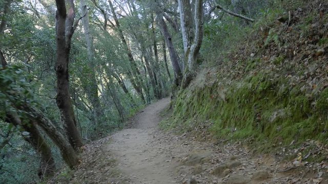 POV Walking hiking trough a path in the forrest