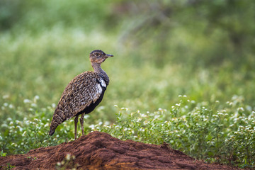 Red crested Bustard in Kruger National park, South Africa