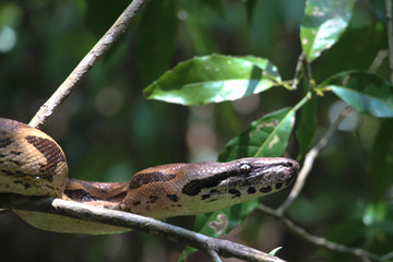 Madagascar tree boa