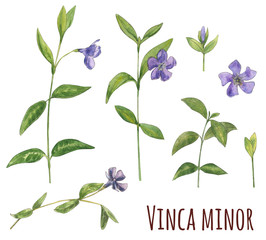 Fototapeta na wymiar Set of Vinca minor (lesser periwinkle), blue flowers, green leaves, hand draw watercolor painting, realistic botanical illustration on white background