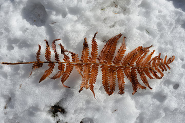 withered fern on snow 