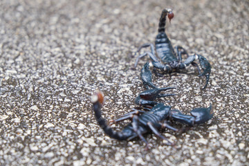 Scorpions fighting on the road