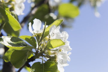 Fruit tree blossom