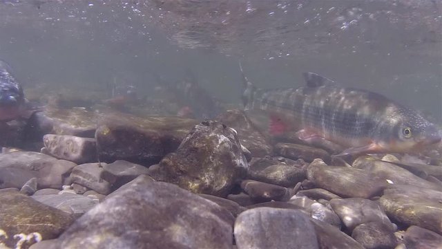 Spawning of Nase carp under water. Close up Spawning of Chondrostoma nasus freshwater fish in the river habitat.