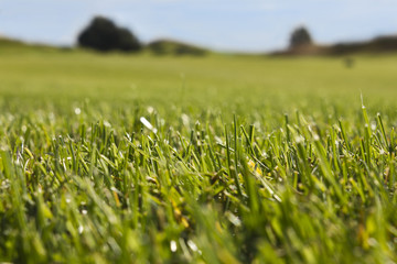 Golf course in Belek. Green grass on a field. Blue sky, sunny day