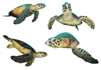 Photo sur Plexiglas Tortue Les tortues imbriquées isilated sur fond blanc