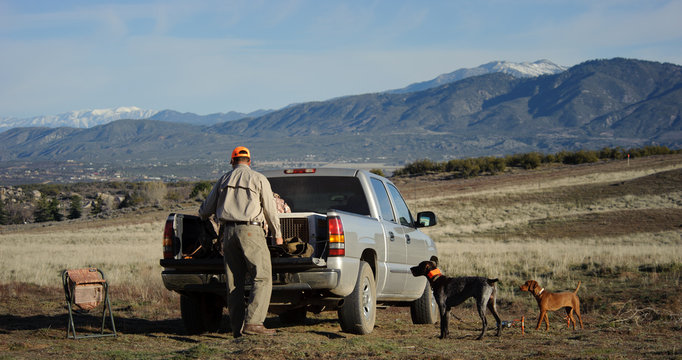 Man at the bed of his truck with a German Shorthair Pointer dog and a Vizsla puppy in a field for bird hunting