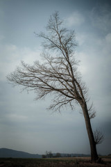 Fototapeta na wymiar Tree in the wind