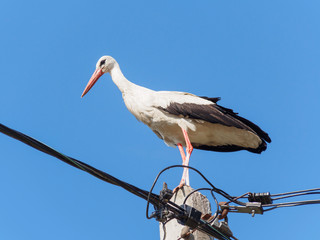 White Stork (Ciconia Ciconia) Closeup