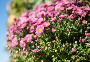 Pink flowers, shot with a small depth of difference