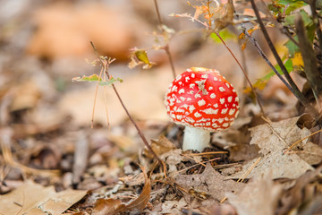 little amanita in leaves