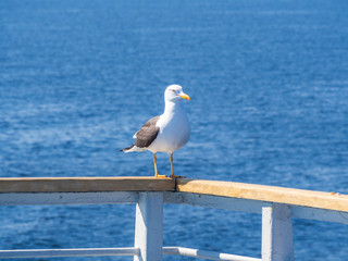 Seagull On Handrails Against Sea Water