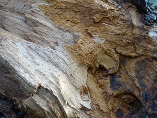 albero corteccia