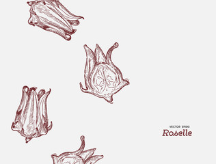 hand drawn illustration Roselle flower.