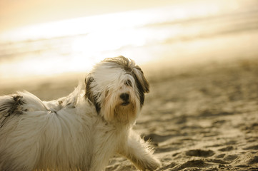 Havanese dog walking on sand beach with warm sunlight