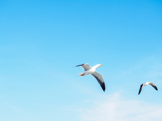 Seagull Flight Against Summer Sky
