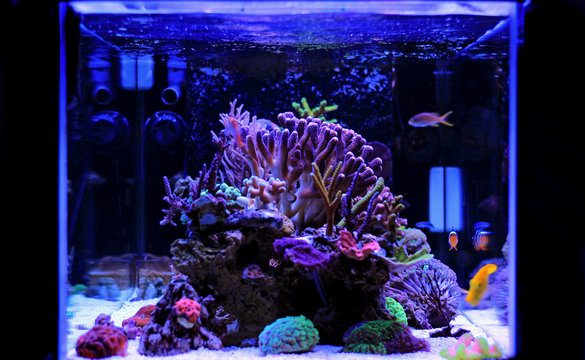 Coral reef saltwater aquarium scene